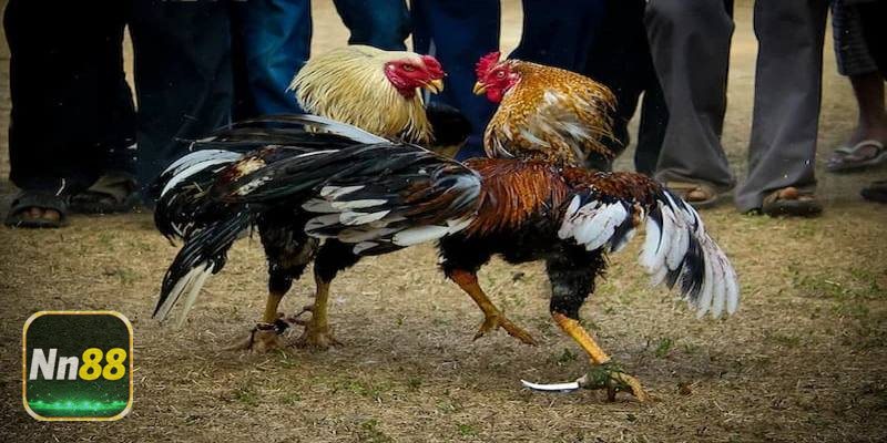 Khái quát về vảy huyền trâm tại NN88